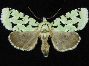 Acronicta fallax