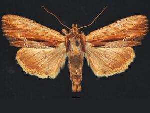 Apamea inebriata