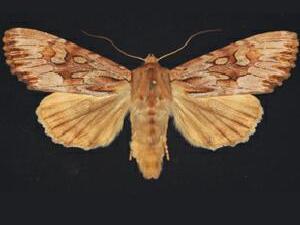 Apamea maxima