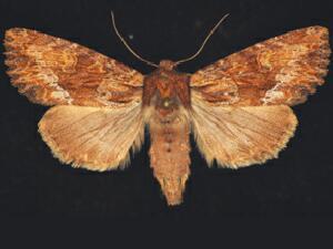 Apamea tahoeensis