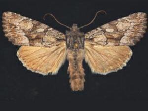 Apamea centralis