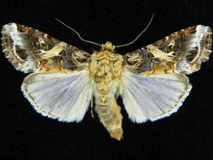 Spodoptera ornithogalli