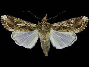 Spodoptera latifascia