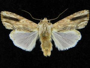 Spodoptera eridania