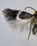 Ectoedemia nyssaefoliella