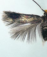 Stigmella resplendensella