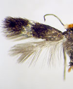 Stigmella sp.