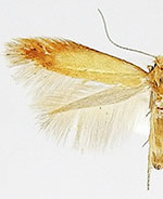 Coptotriche citrinipennella