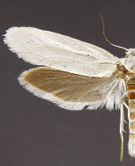 Tegeticula corruptrix