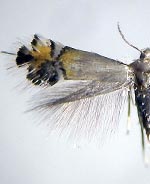 Coptodisca ostryaefoliella