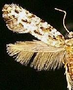 Diachorisia velatella