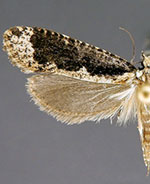 Daviscardia coloradella