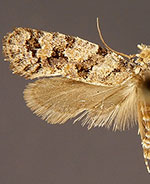 Amydria obliquella