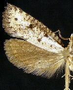 Acrolophus mortipennella