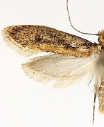 Tinea carnariella