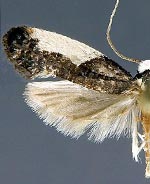 Monopis monachella