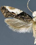 Monopis longella