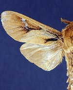 Oiketicus townsendi