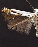 Lyonetia latistrigella