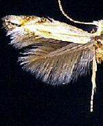 Bucculatrix staintonella