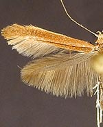 Caloptilia alnicolella