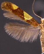 Caloptilia bimaculatella