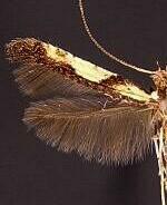 Caloptilia blandella