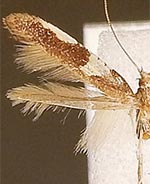 Caloptilia burgessiella