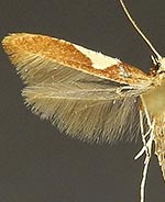 Caloptilia coroniella