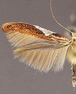 Caloptilia coroniella