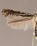 Caloptilia flavimaculella