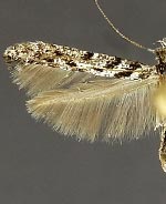 Caloptilia fraxinella