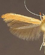 Caloptilia nondeterminata