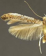 Caloptilia ovatiella