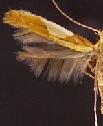 Caloptilia packardella