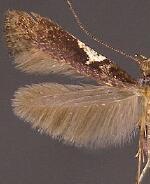 Caloptilia stigmatella