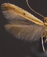 Caloptilia violacella