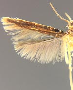 Eucosmophora sideroxylonella