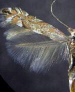 Phyllonorycter apparella