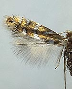 Phyllonorycter auronitens