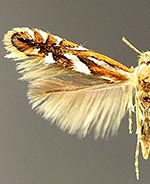 Phyllonorycter blancardella