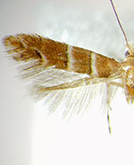 Cameraria aceriella