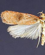 Agonopterix nubiferella