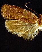 Agonopterix eupatoriiella