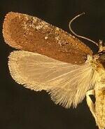 Agonopterix walsinghamella