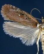 Agonopterix walsinghamella