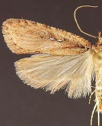 Agonopterix rosaciliella