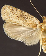 Agonopterix canadensis