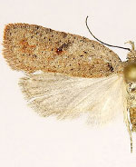 Agonopterix sanguinella