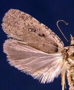 Agonopterix argillacea